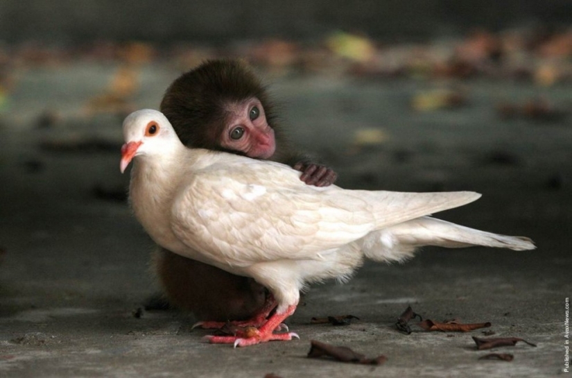 7 ejemplos de inusual amistad entre animales 7 ejemplos de inusual amistad entre animales