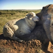 7 ejemplos de inusual amistad entre animales