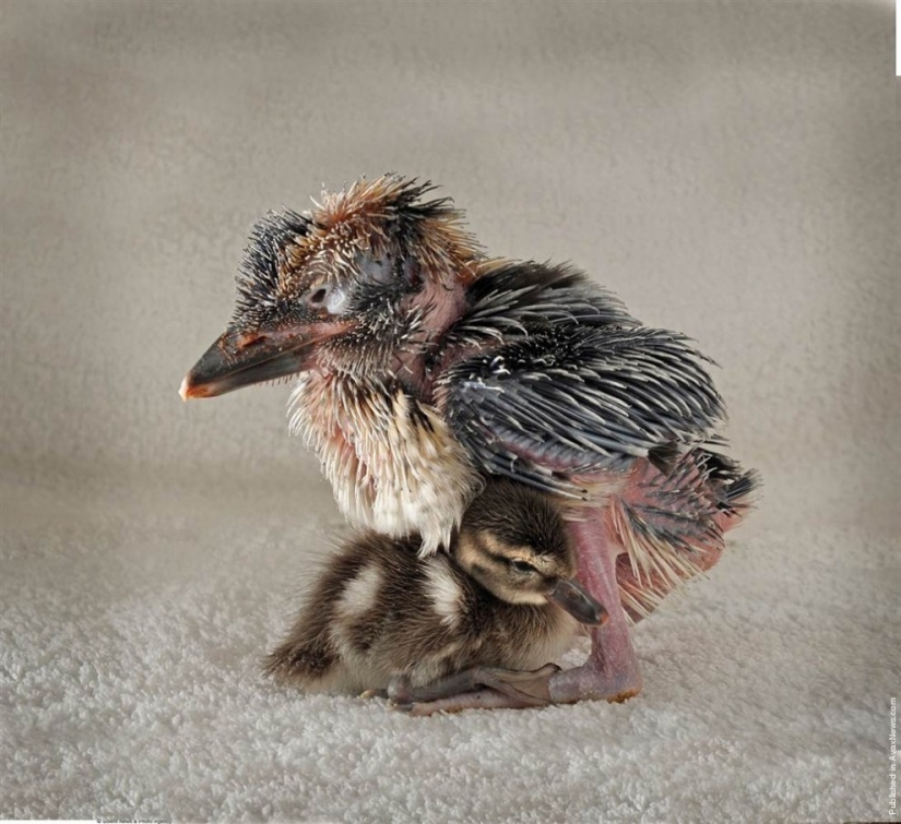 7 ejemplos de inusual amistad entre animales 7 ejemplos de inusual amistad entre animales