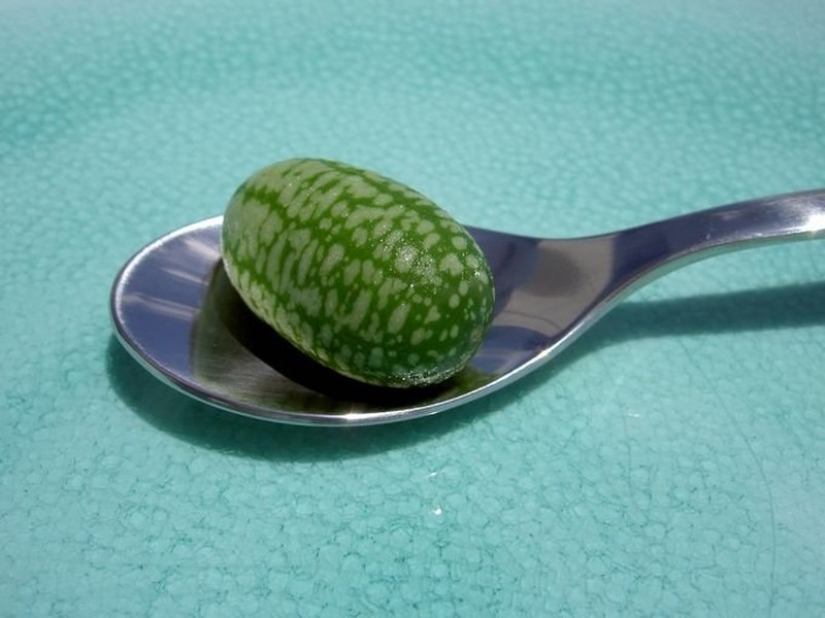 7 la mayoría de las variedades de sandías. Mira no hay necesidad de pop! 7 la mayoría de las variedades de sandías. Mira no hay necesidad de pop!