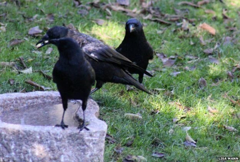 8-year-old American is friends with crows and they bring her gifts