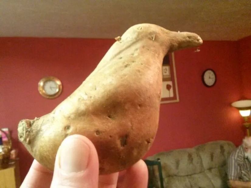 8-year-old American is friends with crows and they bring her gifts