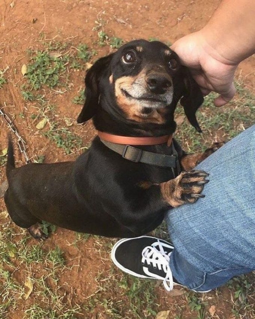 9 fotos que demuestran que los animales son una eterna fuente de felicidad 9 fotos que demuestran que los animales son una eterna fuente de felicidad