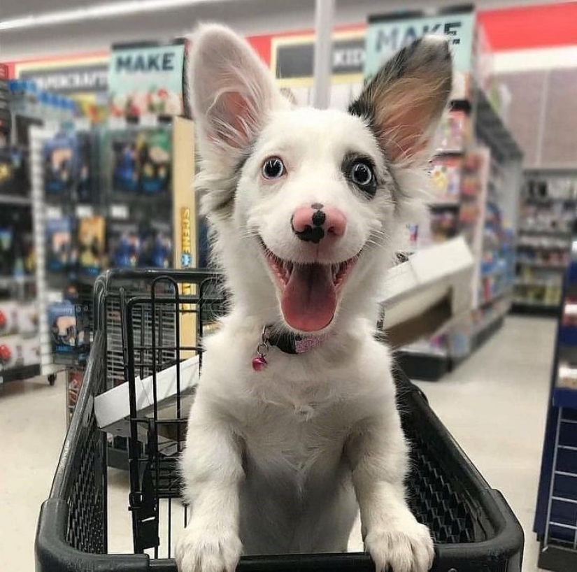 9 fotos que demuestran que los animales son una eterna fuente de felicidad 9 fotos que demuestran que los animales son una eterna fuente de felicidad