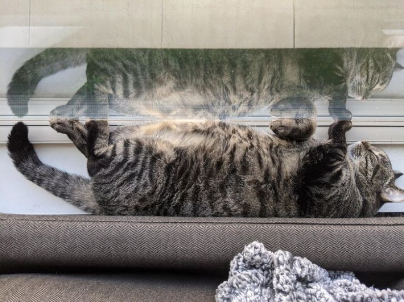 9 fotos que demuestran que los animales son una eterna fuente de felicidad 9 fotos que demuestran que los animales son una eterna fuente de felicidad