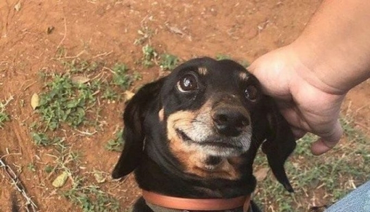 9 fotos que demuestran que los animales son una eterna fuente de felicidad 9 fotos que demuestran que los animales son una eterna fuente de felicidad