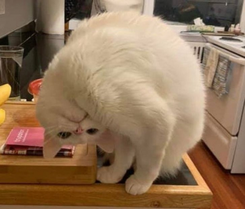 9 photos proving that animals are an eternal source of happiness