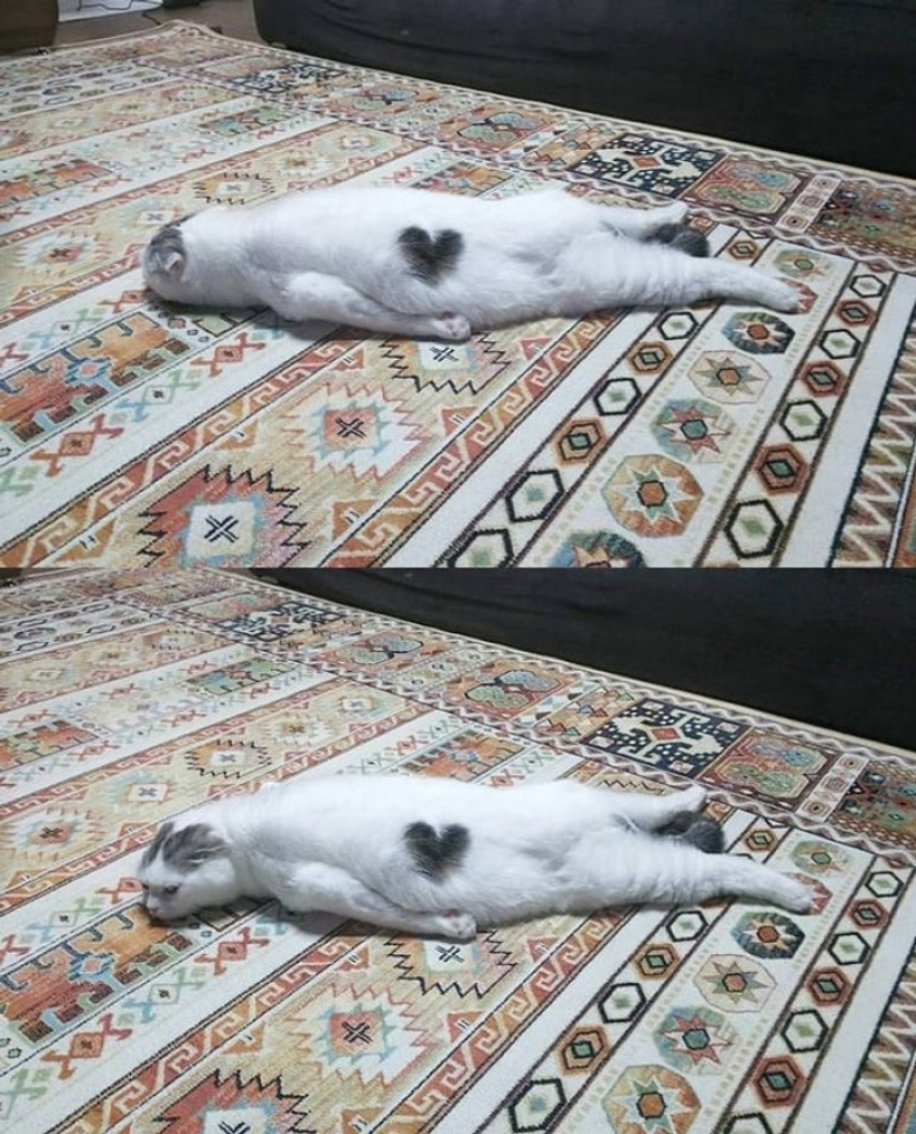 9 photos proving that animals are an eternal source of happiness