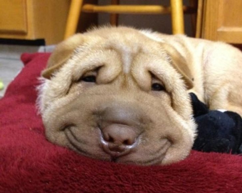 9 photos proving that animals are an eternal source of happiness