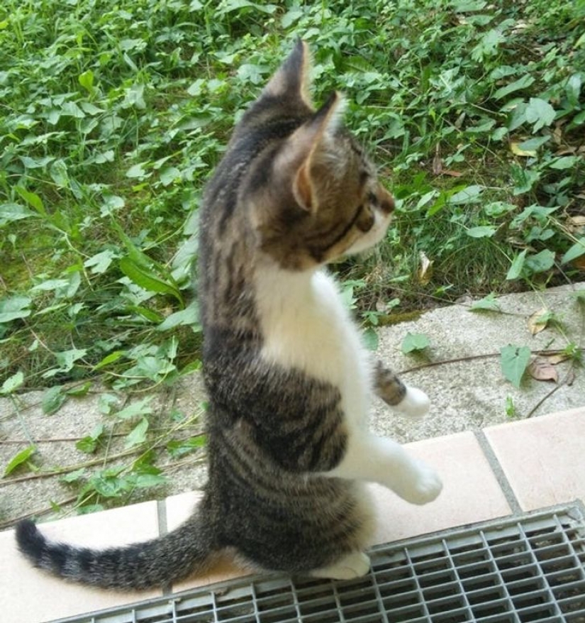 9 photos proving that animals are an eternal source of happiness