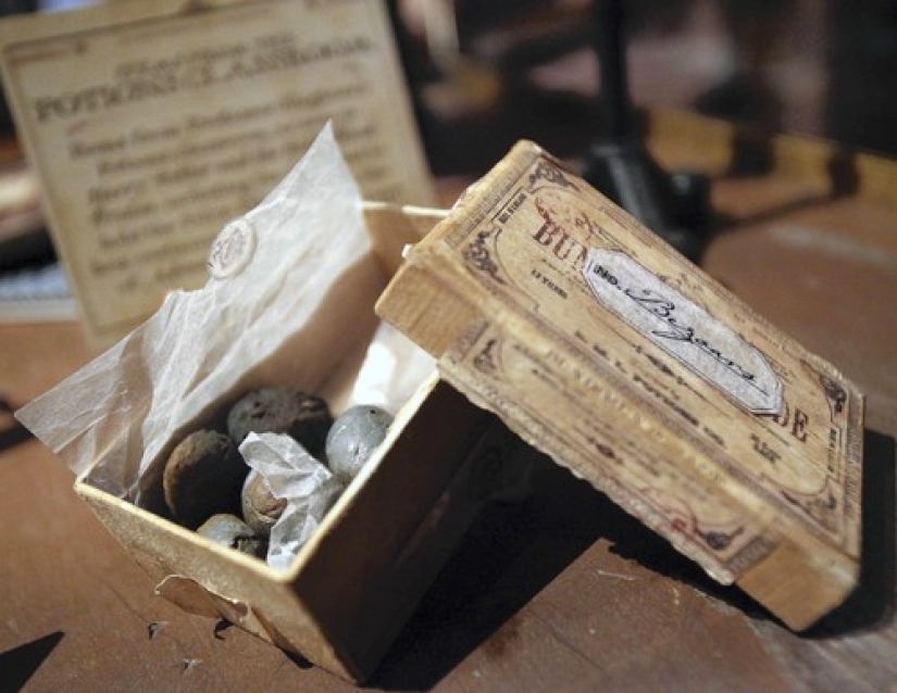 A Chinese farmer found in the gall bladder of the pig is a treasure