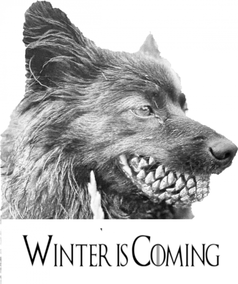 A dog with a lump in the mouth became the hero of memes and fotozhab