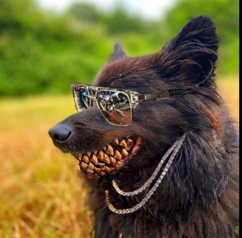 A dog with a lump in the mouth became the hero of memes and fotozhab