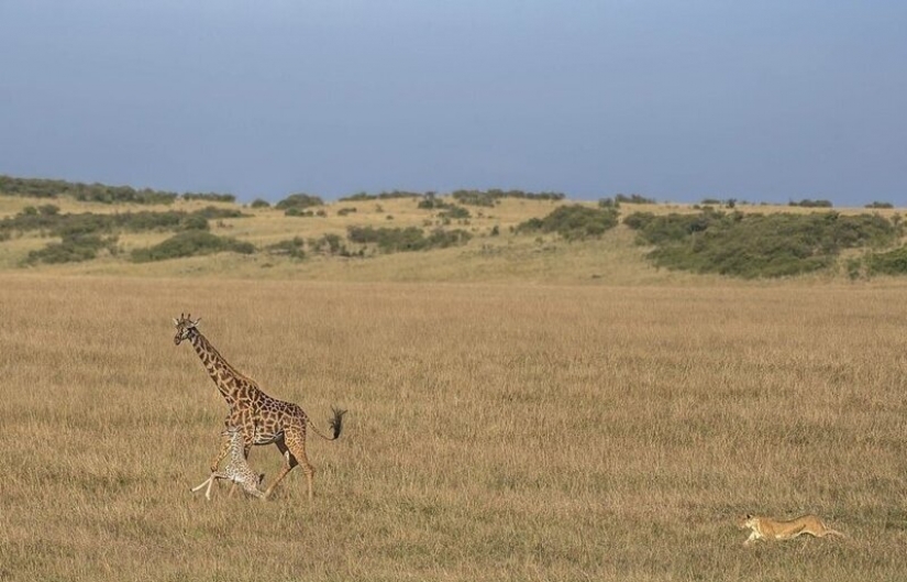 A fight to the death: the female giraffe is trying to save her baby from a lioness