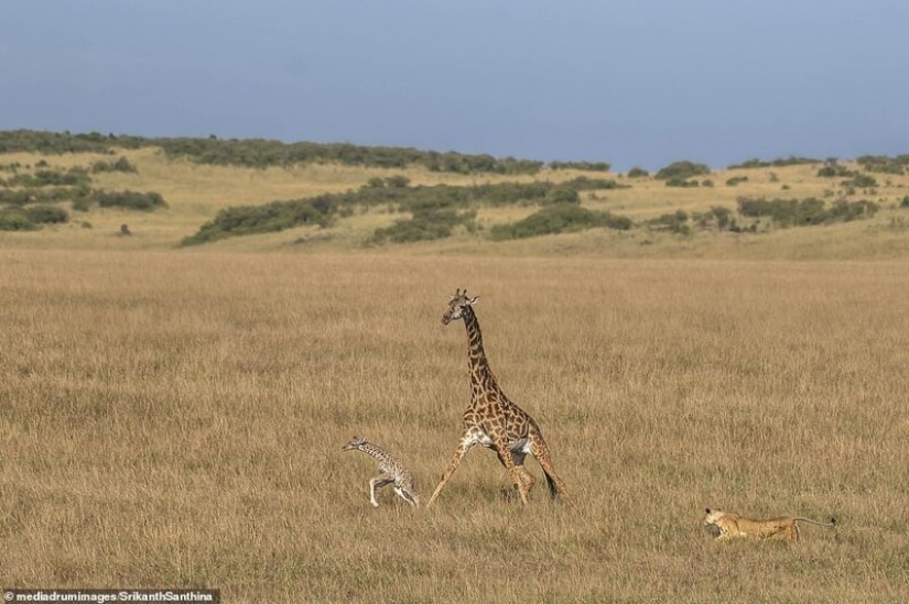 A fight to the death: the female giraffe is trying to save her baby from a lioness
