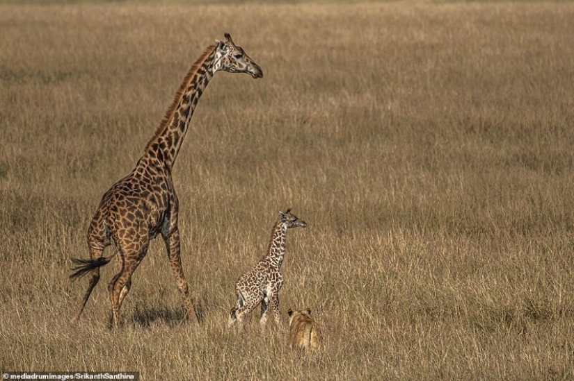 A fight to the death: the female giraffe is trying to save her baby from a lioness