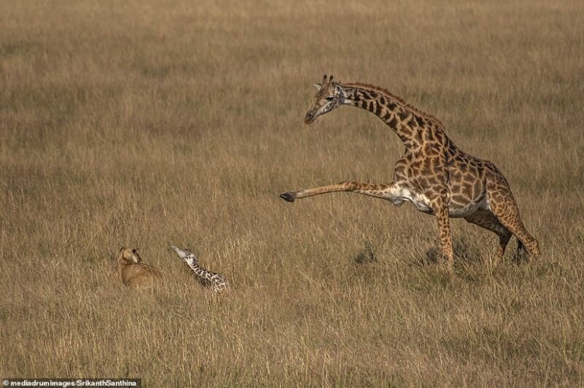 A fight to the death: the female giraffe is trying to save her baby from a lioness
