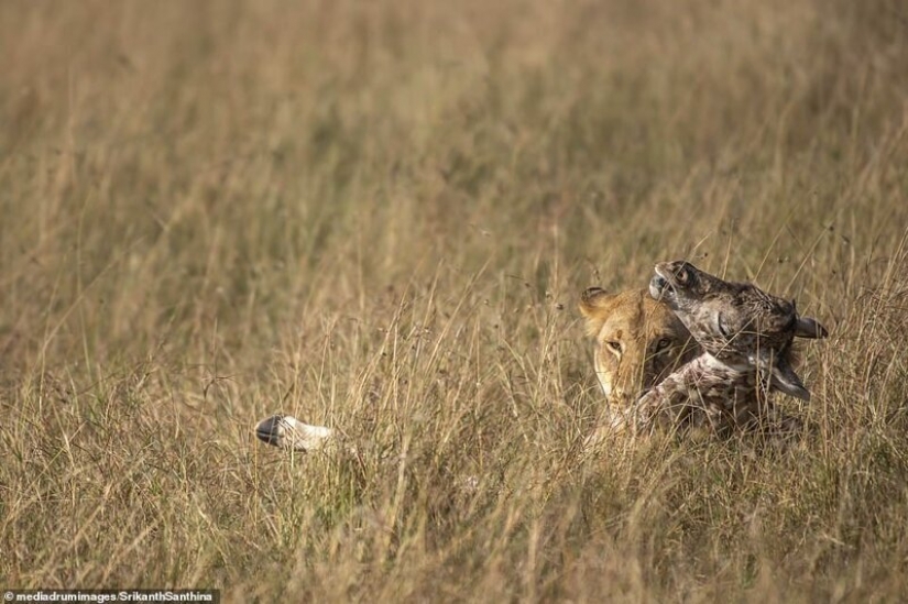 A fight to the death: the female giraffe is trying to save her baby from a lioness