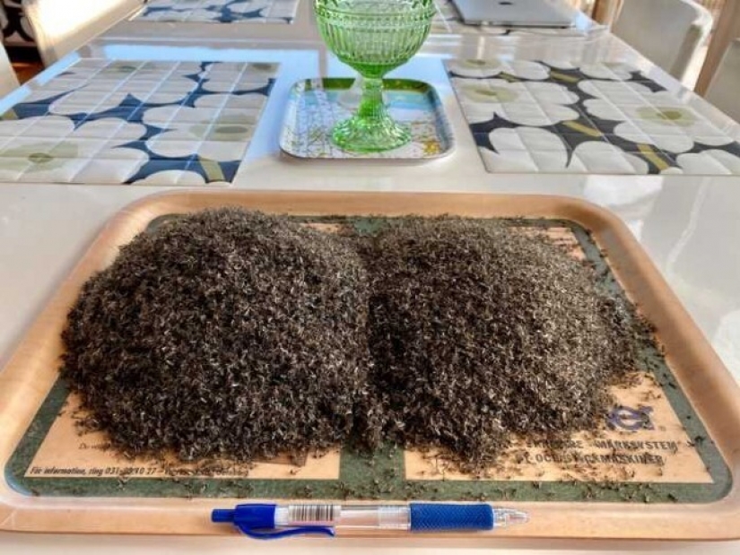 A resident of Norway boasted the catch of mosquitoes in the month had accumulated a bucket of bloodsuckers