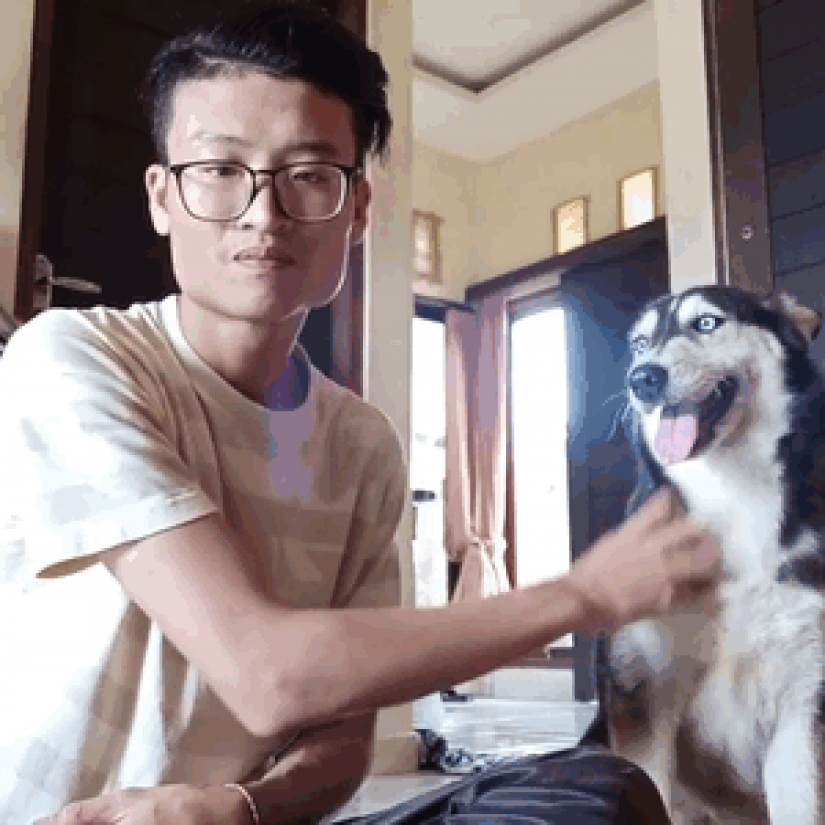 A touching story of rescue huskies in Bali