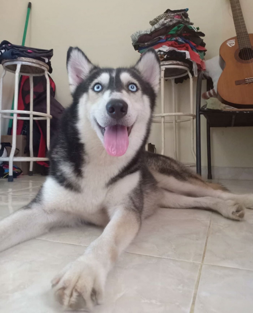 A touching story of rescue huskies in Bali