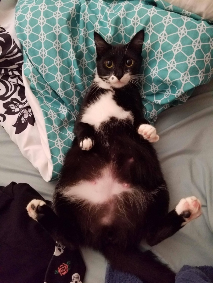 Abdomen house: endless Milota pregnant animals