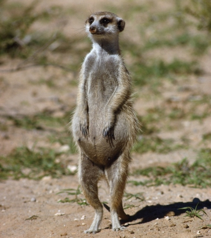 Abdomen house: endless Milota pregnant animals Abdomen house: endless Milota pregnant animals