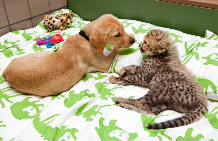 Acerca de la amistad de los gatos de los perros