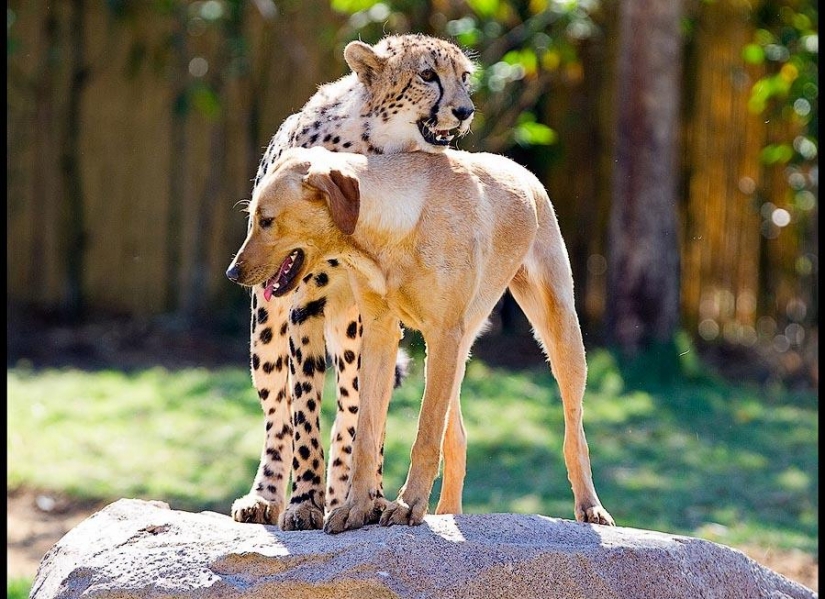Acerca de la amistad de los gatos de los perros