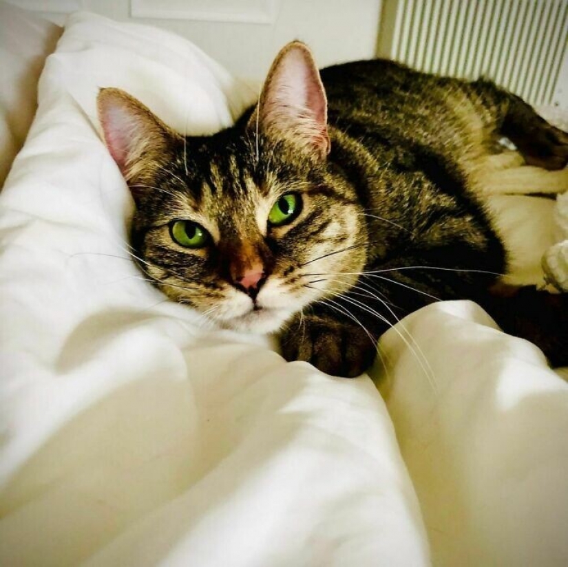 Actor Ricky Gervais thought to take the cat to overexposure, but she changed his plans