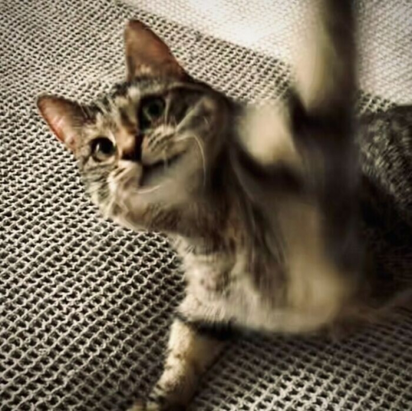 Actor Ricky Gervais thought to take the cat to overexposure, but she changed his plans