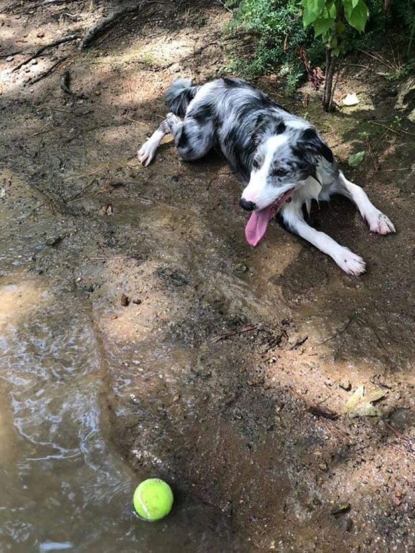 Agua muerta: cuatro perros murieron en el frente de la confundido hosts después de nadar en el lago tóxico
