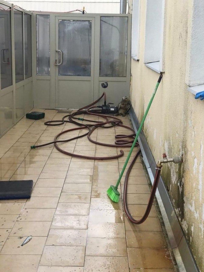 Al igual que Pedro, el bebé sello trató de escapar y se convirtió en un meme