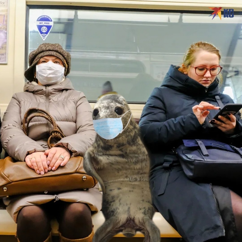 Al igual que Pedro, el bebé sello trató de escapar y se convirtió en un meme