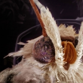 Amazing portraits of familiar insects