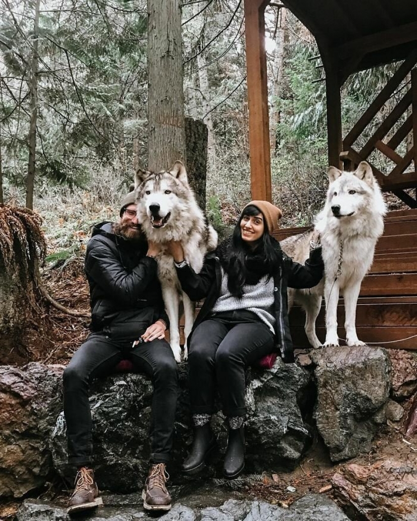 Americans pay $ 200 to pet wild wolves Americans pay $ 200 to pet wild wolves