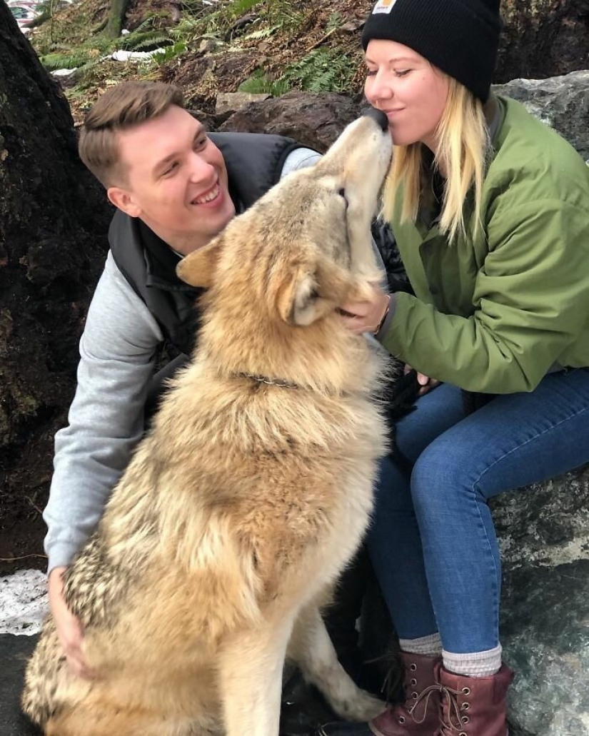 Americans pay $ 200 to pet wild wolves Americans pay $ 200 to pet wild wolves