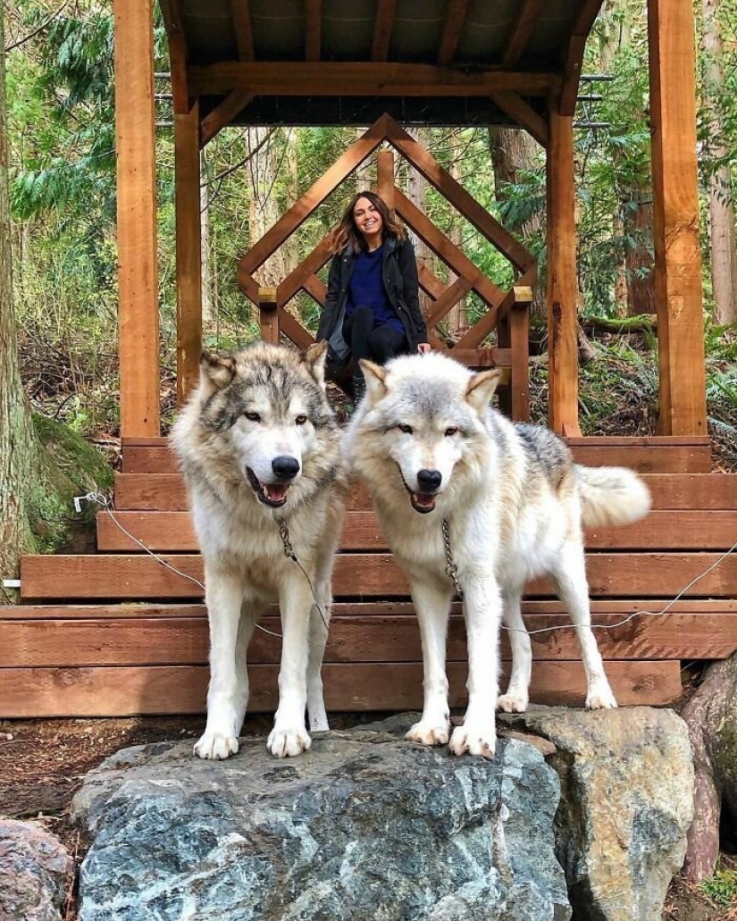 Americans pay $ 200 to pet wild wolves Americans pay $ 200 to pet wild wolves