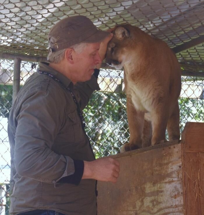 Americans pay $ 200 to pet wild wolves Americans pay $ 200 to pet wild wolves