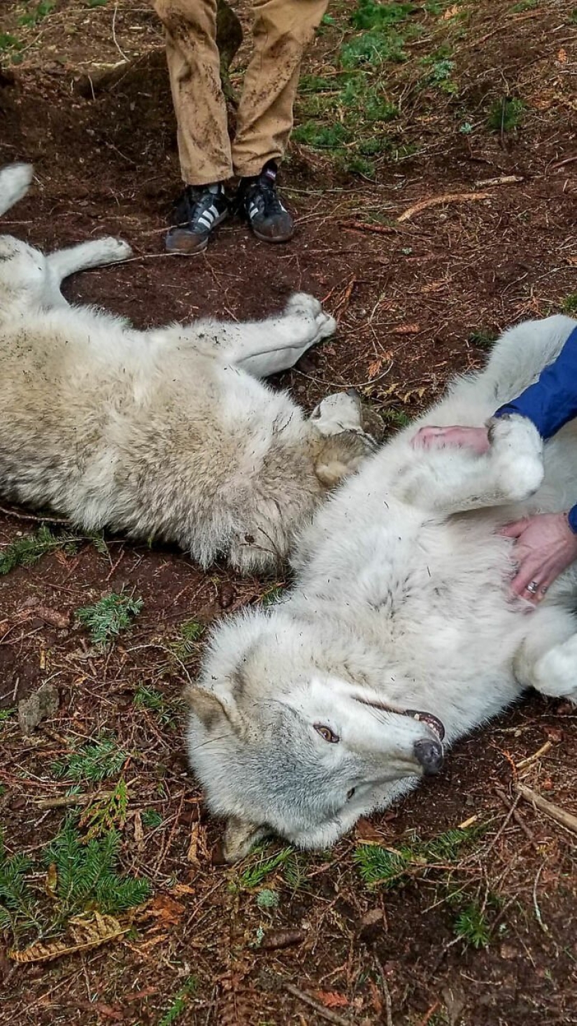 Americans pay $ 200 to pet wild wolves Americans pay $ 200 to pet wild wolves