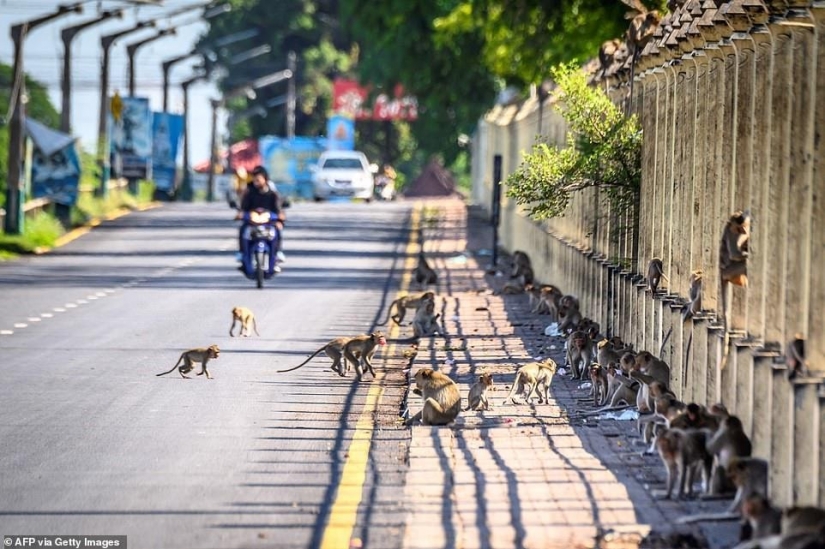 As aggressive macaques terrorize the whole city in Thailand