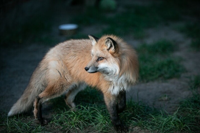 As Fox frane Polish farms gave a new life