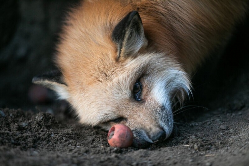 As Fox frane Polish farms gave a new life