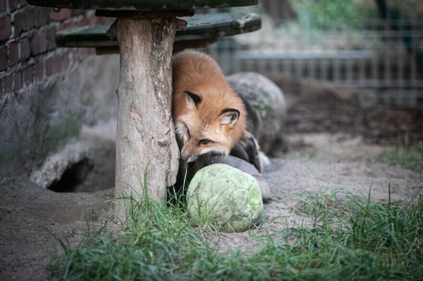 As Fox frane Polish farms gave a new life