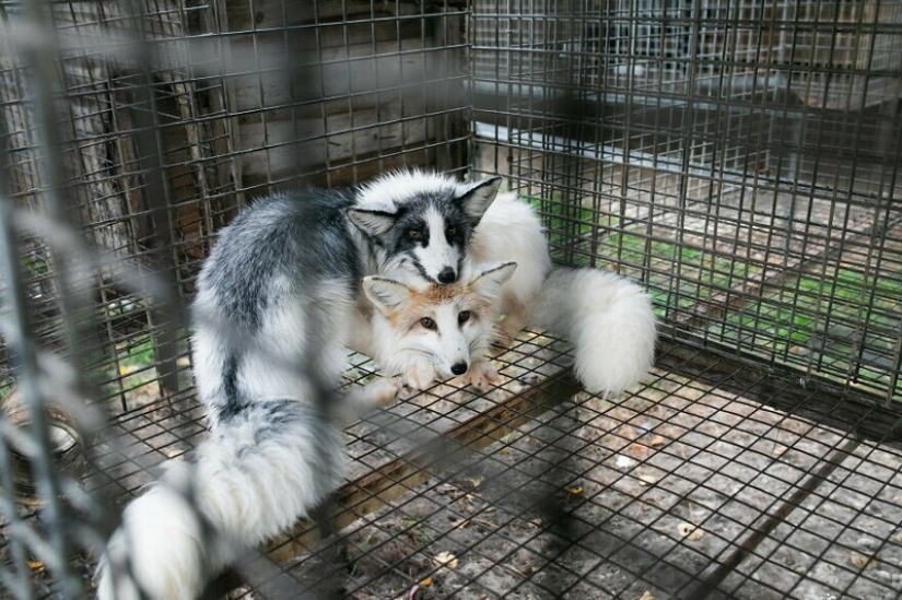 As Fox frane Polish farms gave a new life