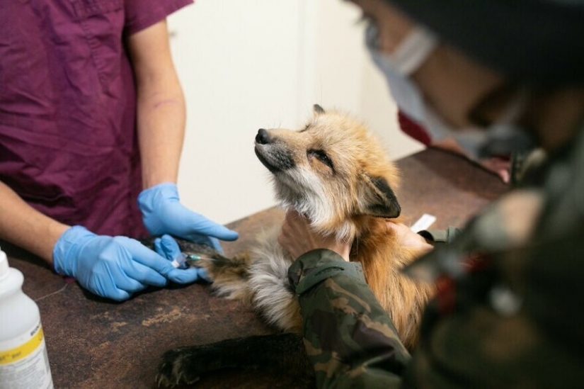 As Fox frane Polish farms gave a new life