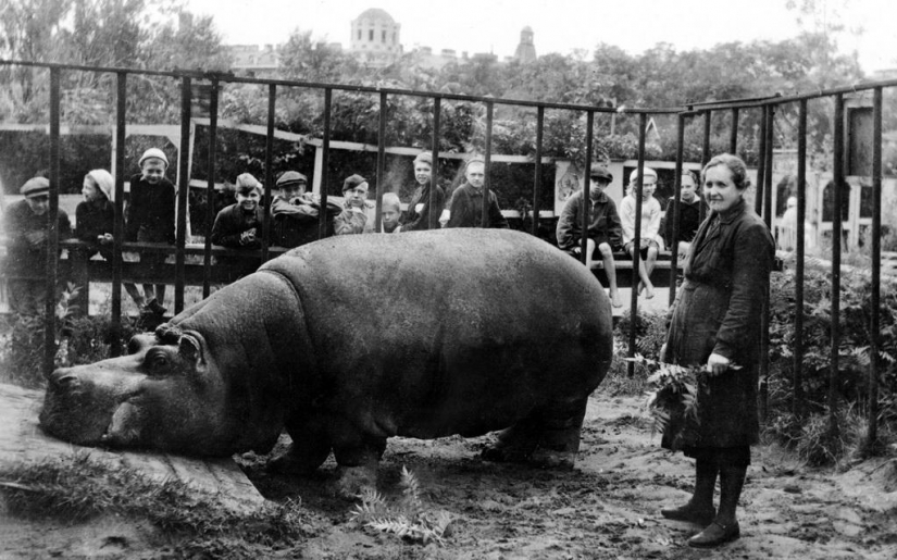 As the Leningrad zoo survived the siege As the Leningrad zoo survived the siege