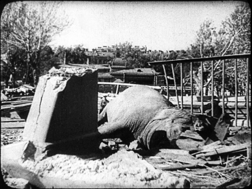 As the Leningrad zoo survived the siege As the Leningrad zoo survived the siege