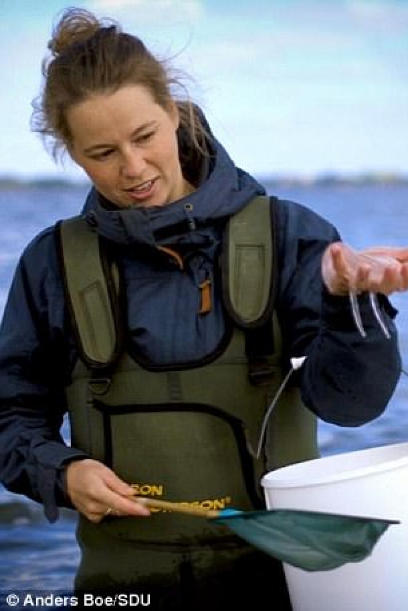 Astrofiziki invented a new way of making chips from jellyfish Astrofiziki invented a new way of making chips from jellyfish