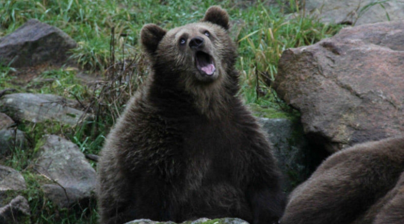 Awkward moment of photogenicity for animals